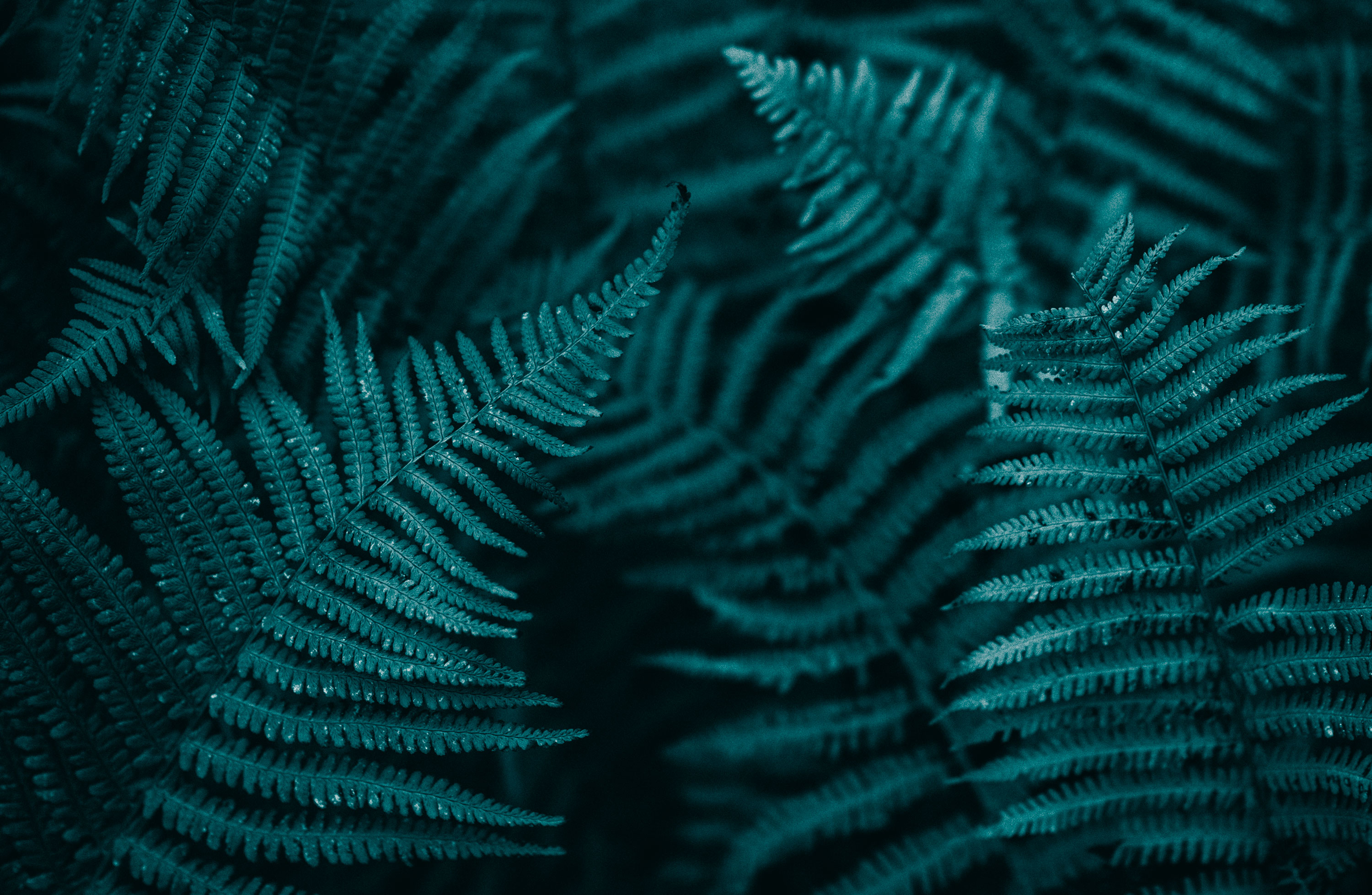 Environment